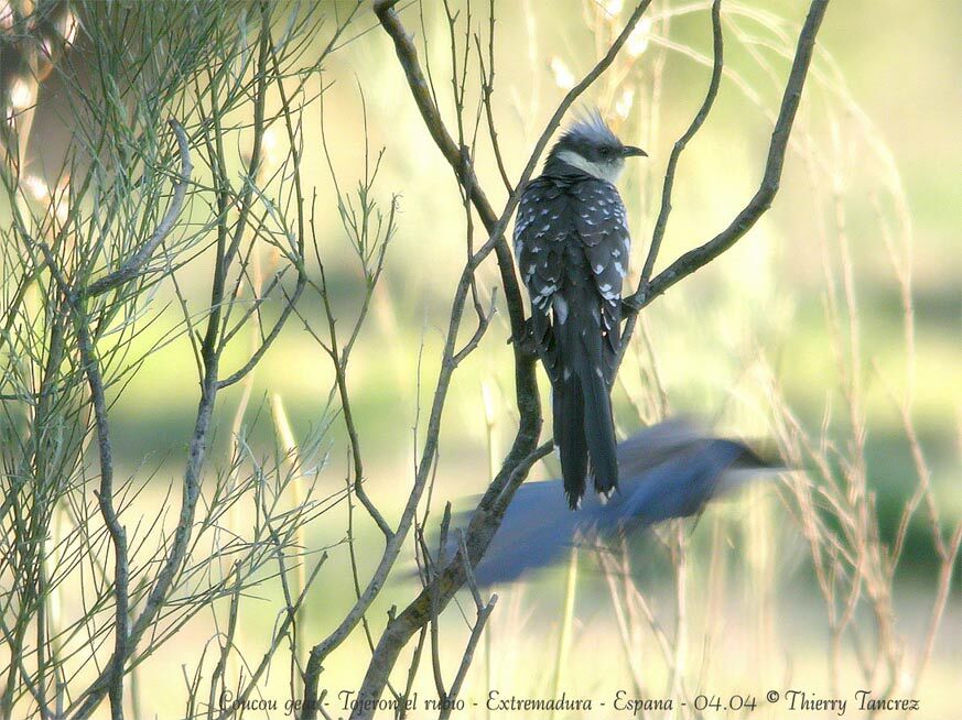 Great Spotted Cuckoo