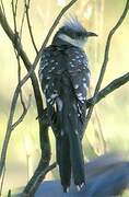 Great Spotted Cuckoo