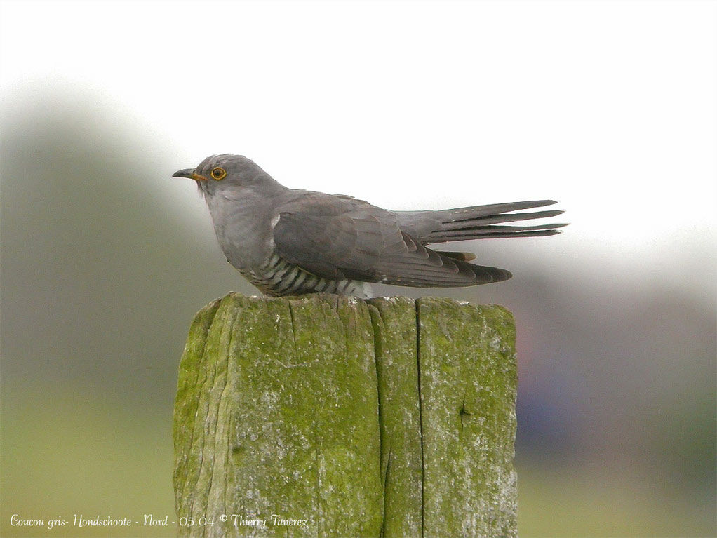 Common Cuckoo