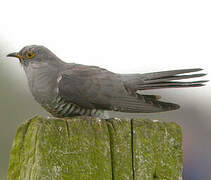 Common Cuckoo