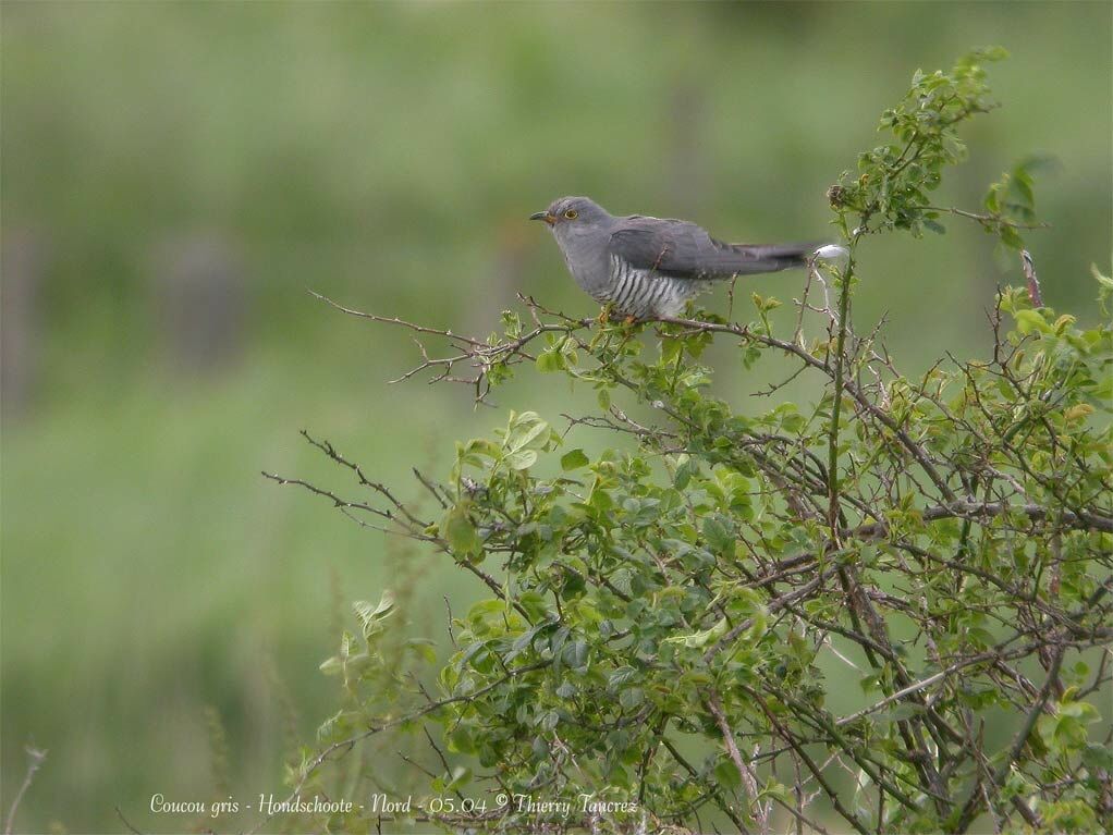 Common Cuckoo