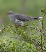 Common Cuckoo