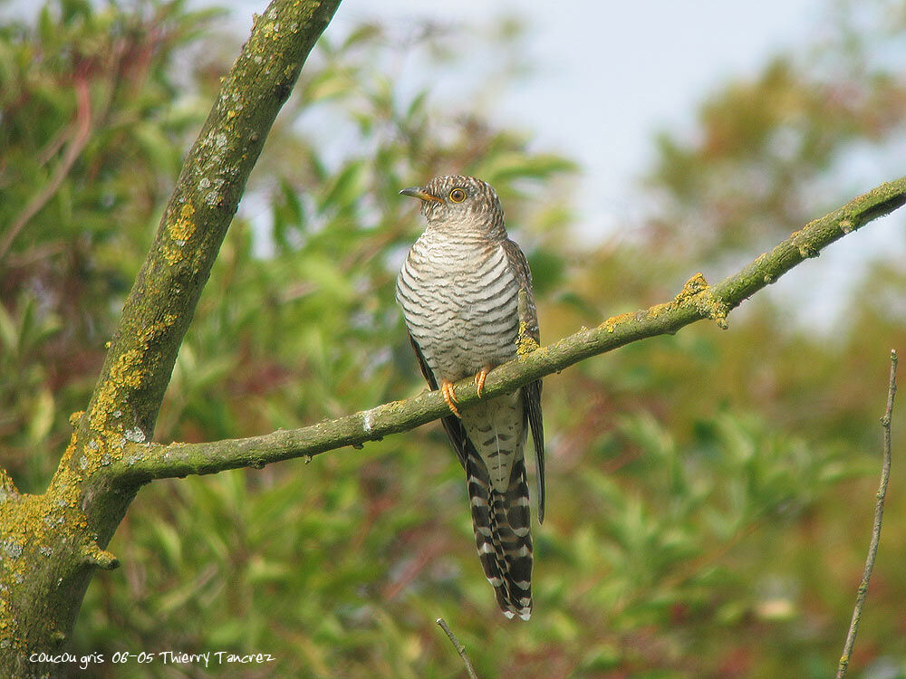 Common Cuckoo