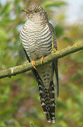 Common Cuckoo