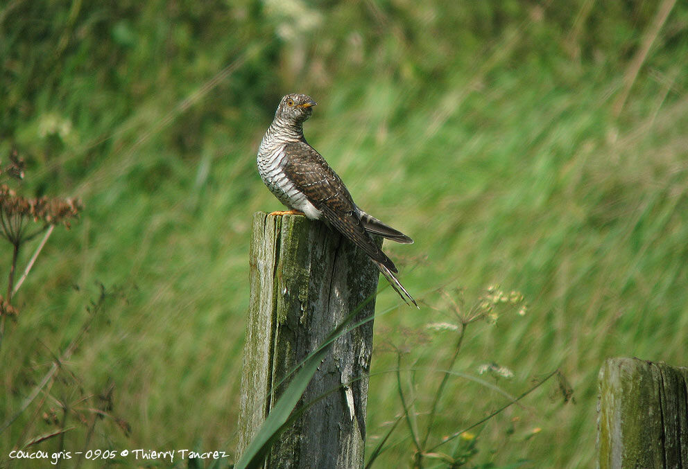 Common Cuckoo