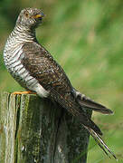 Common Cuckoo