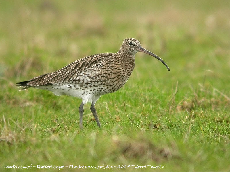 Eurasian Curlew