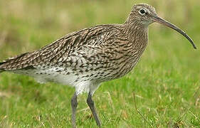 Eurasian Curlew