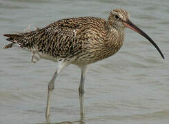 Eurasian Curlew