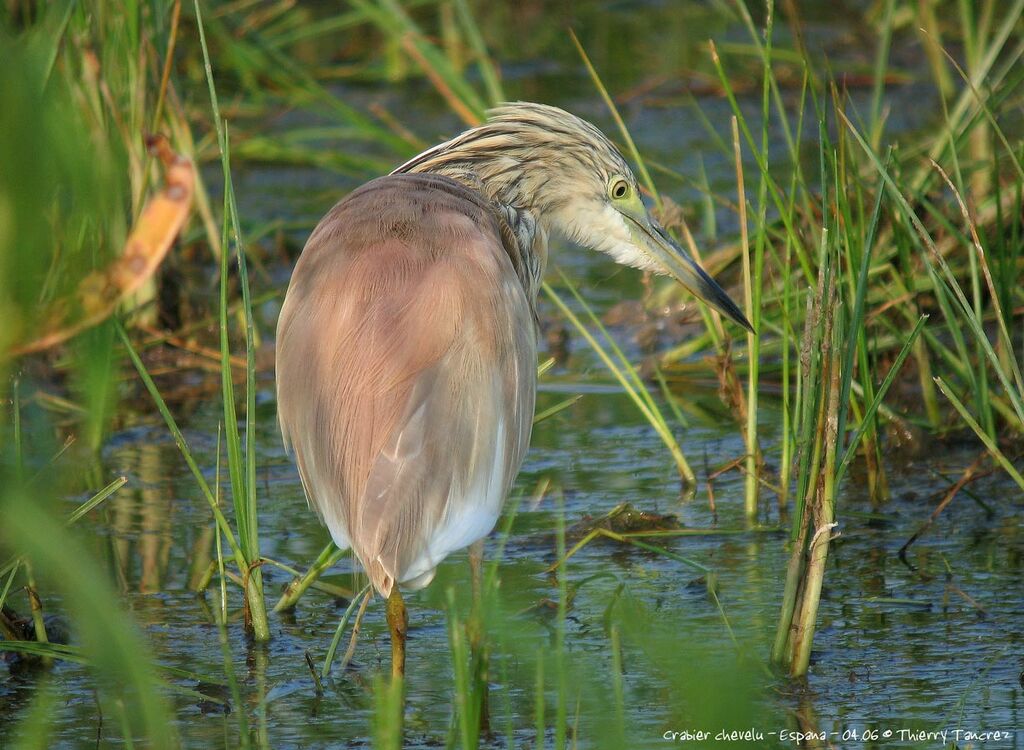 Squacco Heron