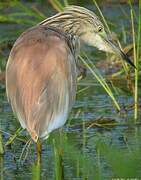 Squacco Heron