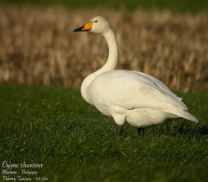 Cygne chanteur