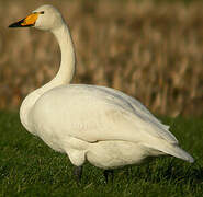 Whooper Swan