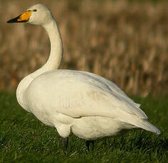 Cygne chanteur