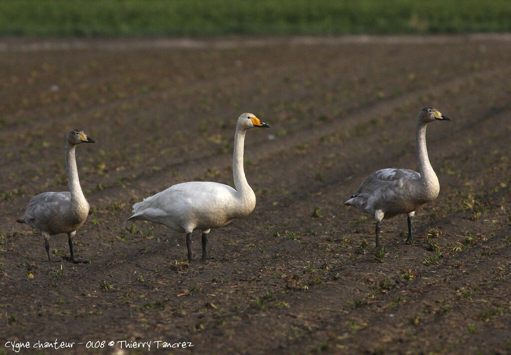 Cygne chanteur