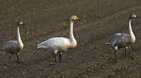 Cygne chanteur