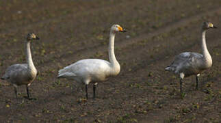 Whooper Swan