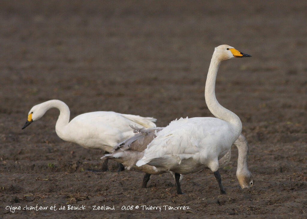 Cygne chanteur