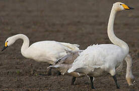 Whooper Swan