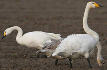 Cygne chanteur