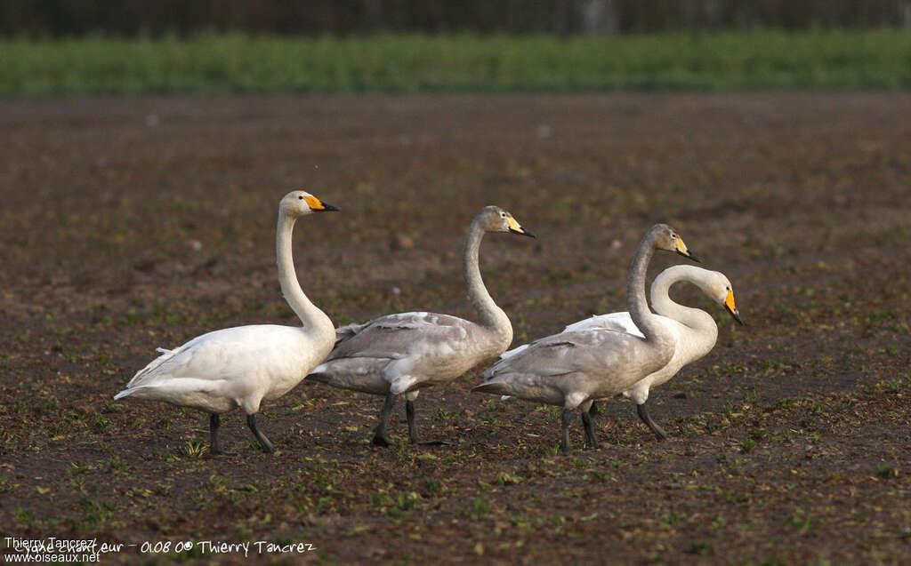 Whooper Swan, walking, eats