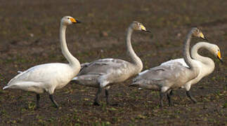 Whooper Swan