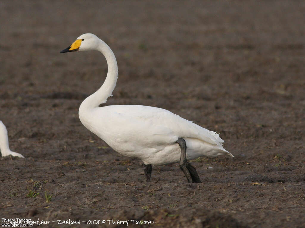 Cygne chanteuradulte internuptial, marche