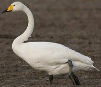 Whooper Swan