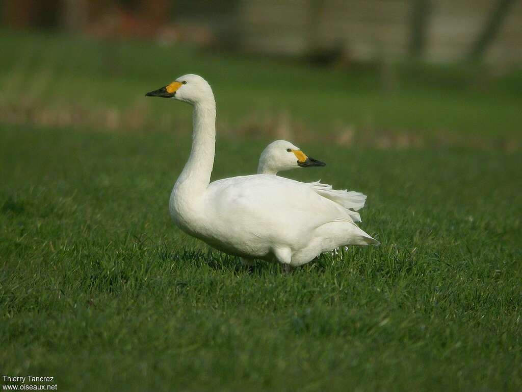 Cygne de Bewickadulte, habitat, pigmentation