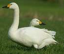 Cygne de Bewick