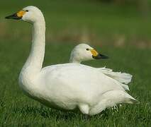 Tundra Swan