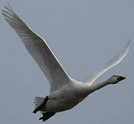 Cygne de Bewick