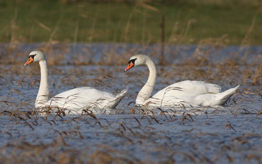 Mute Swan