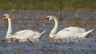 Cygne tuberculé