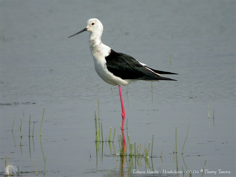 Black-winged Stilt