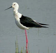 Black-winged Stilt