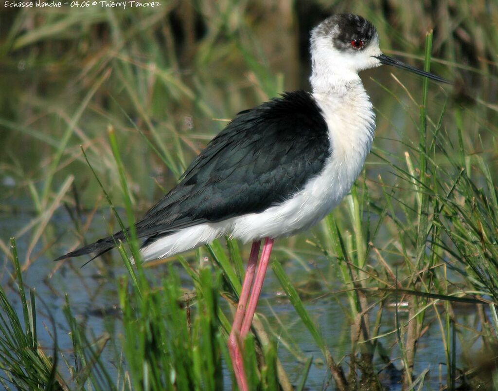 Black-winged Stilt