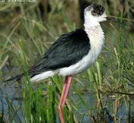 Black-winged Stilt