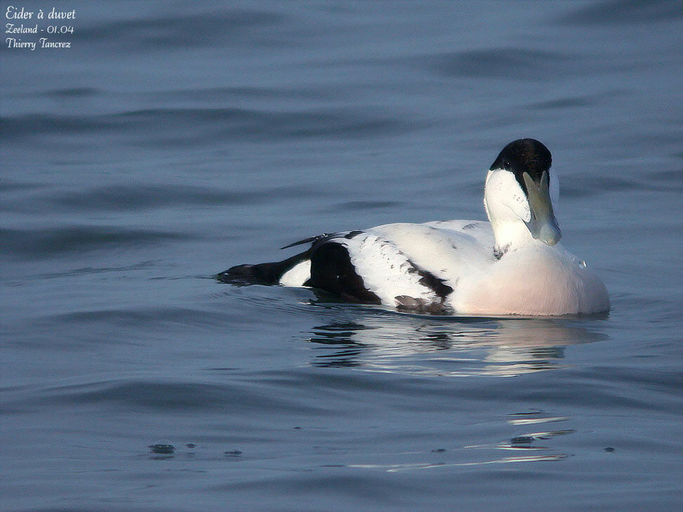 Common Eider