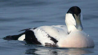 Common Eider