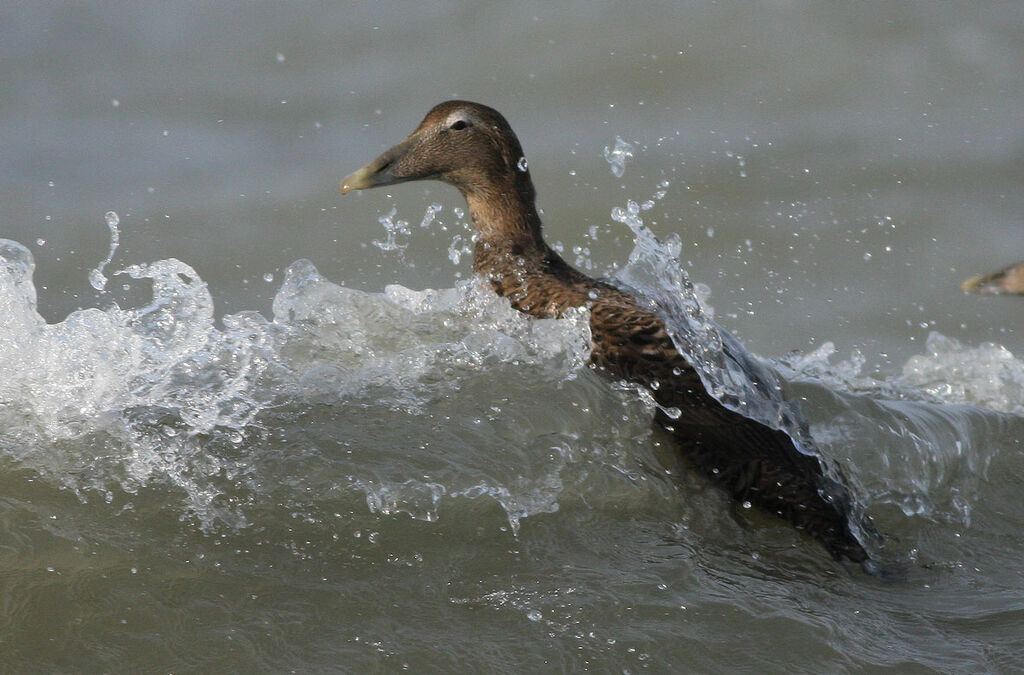 Eider à duvet