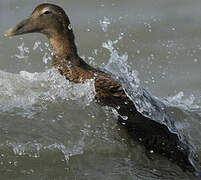 Eider à duvet