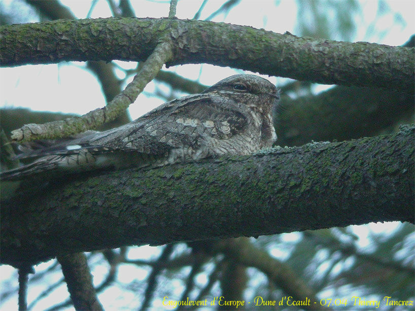 European Nightjar