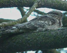 European Nightjar