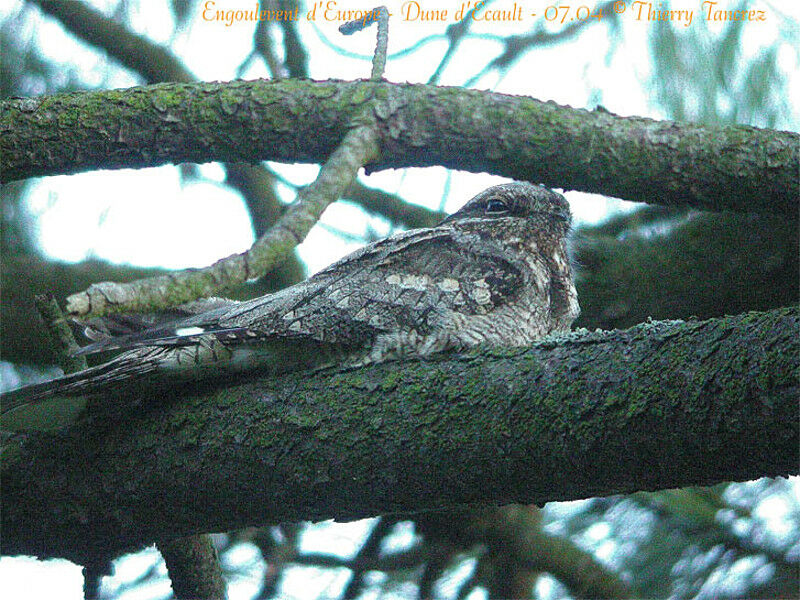 European Nightjar