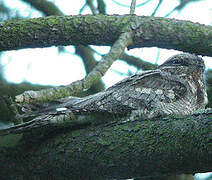 European Nightjar