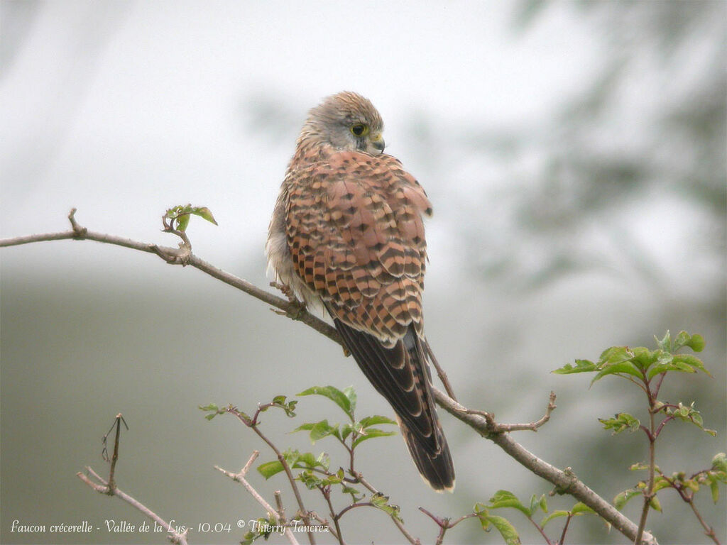 Common Kestrel