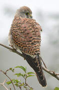 Common Kestrel