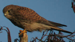 Common Kestrel