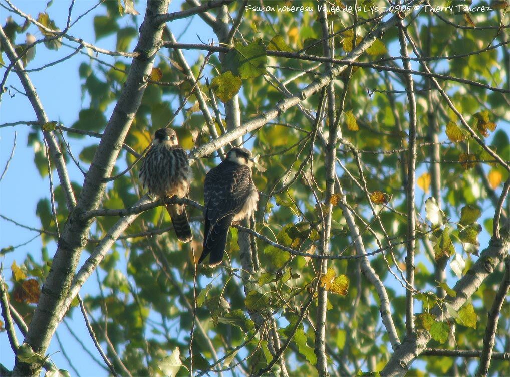 Eurasian Hobby